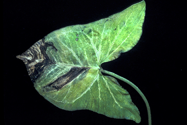 Syngonium blight