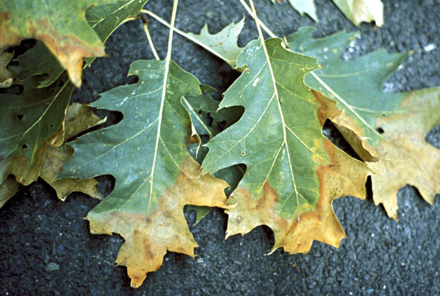 Oak leaf scorch