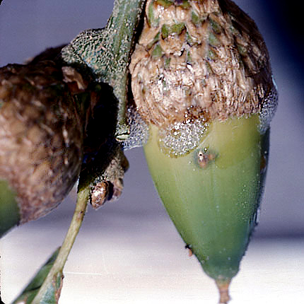 Drippy nut disease