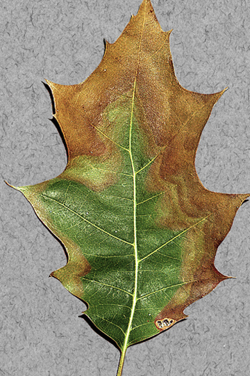 Oak leaf scorch