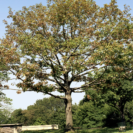 Oak leaf scorch