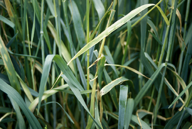Halo blight