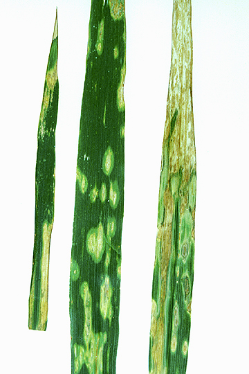 Halo blight
