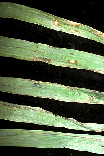 Bacterial stripe (Blight)
