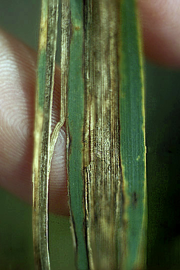 Bacterial leaf streak