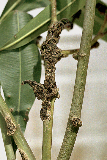 Oleander knot