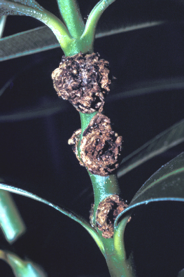 Oleander knot
