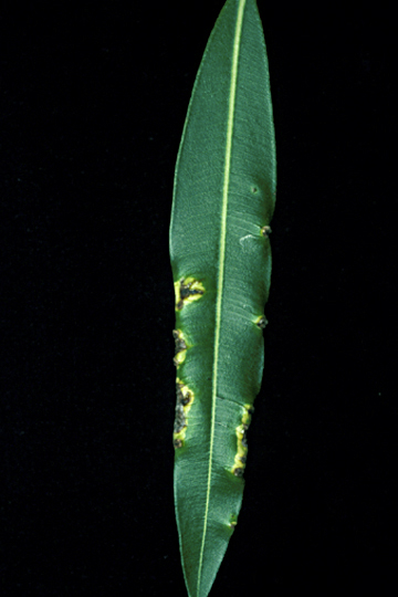 Oleander knot