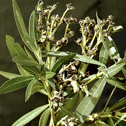 Oleander knot