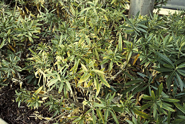 Oleander leaf scorch