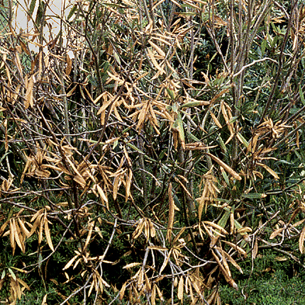 Oleander leaf scorch