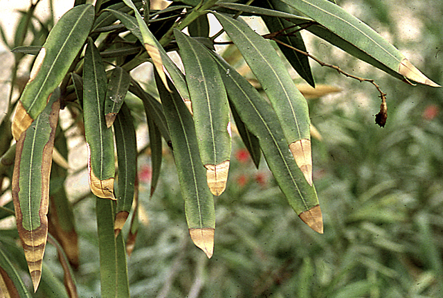 Oleander leaf scorch