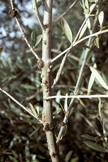 Olive knot