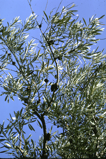 Olive knot