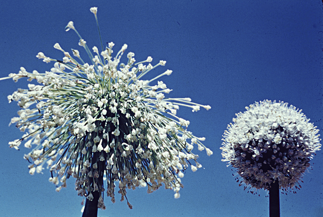 Aster yellows
