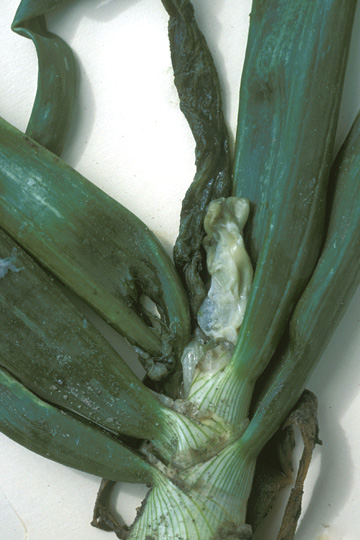 Bacterial soft rot