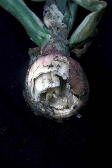 Bacterial soft rot
