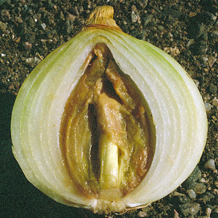 Enterobacter bulb decay