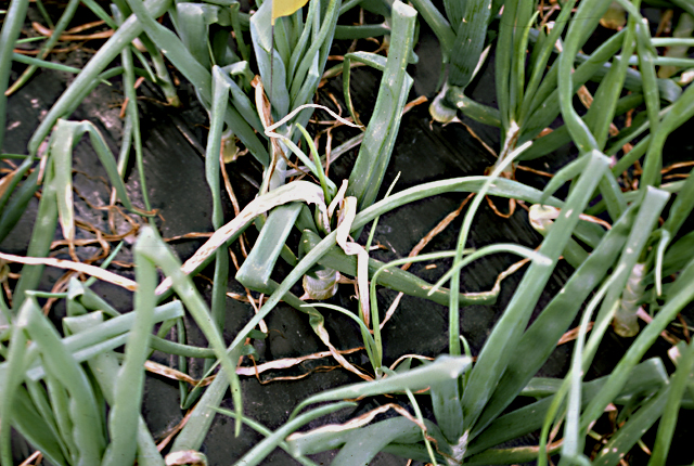 Center rot