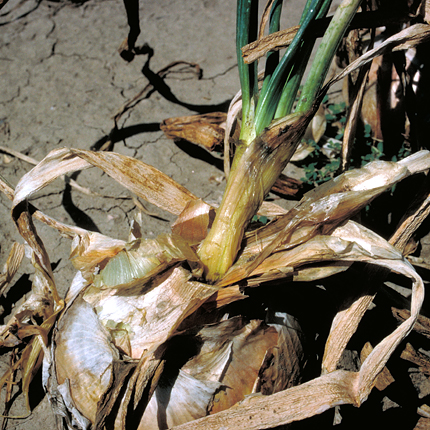 Center rot