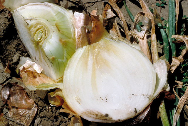 Center rot
