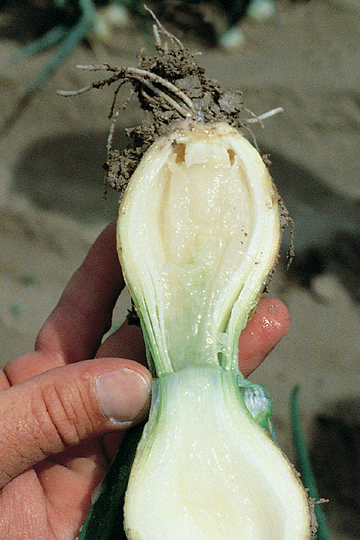 Bacterial soft rot