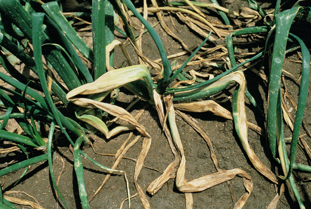 Bacterial soft rot