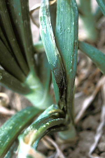 Bacterial flower stalk and leaf necrosis