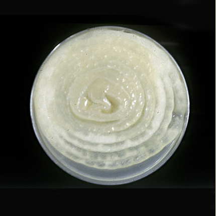 Bacterial flower stalk and leaf necrosis