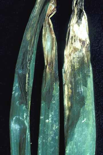 Bacterial flower stalk and leaf necrosis