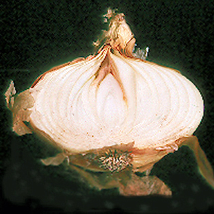 Bacterial leaf streak and bulb rot