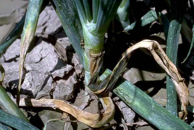 Bacterial leaf streak and bulb rot