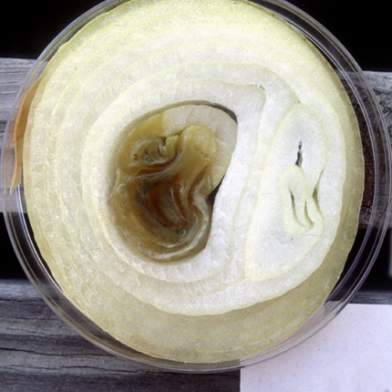 Bacterial leaf streak and bulb rot
