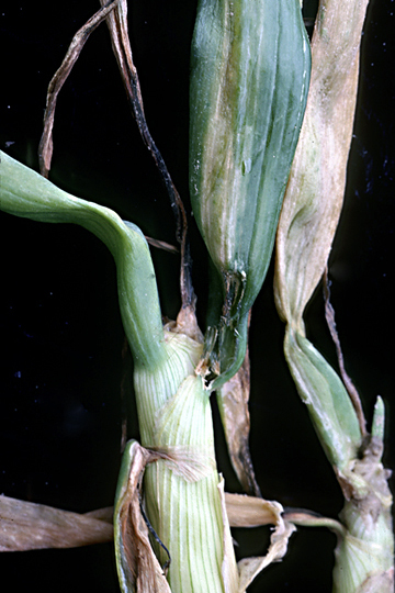 Bacterial leaf streak and bulb rot