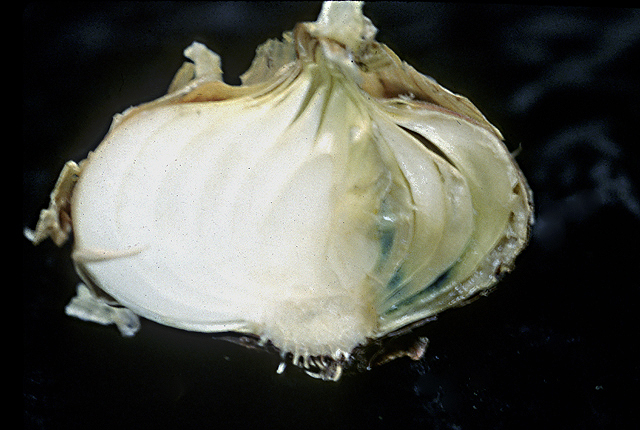 Bacterial leaf streak and bulb rot