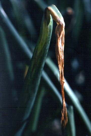 Xanthomonas leaf blight