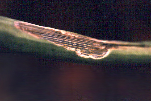Xanthomonas leaf blight