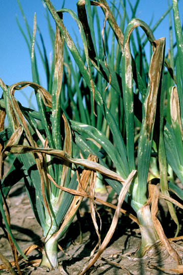 Xanthomonas leaf blight