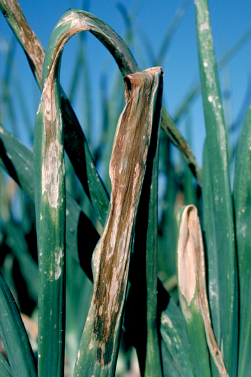 Xanthomonas leaf blight