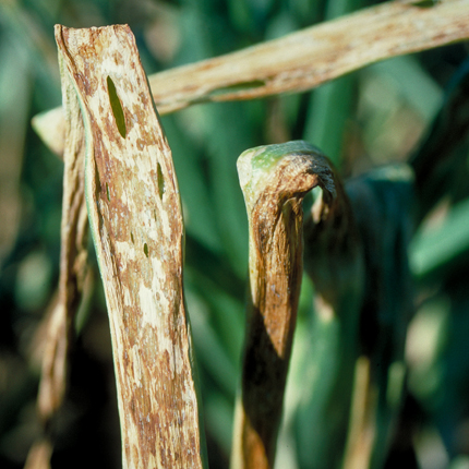Xanthomonas leaf blight