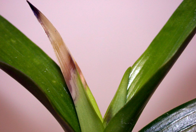 Bacterial leaf blight and rot