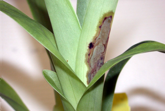 Bacterial leaf blight and rot