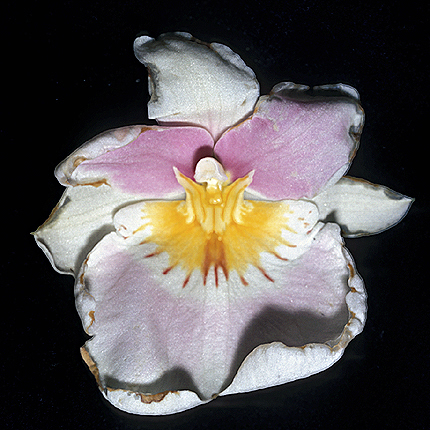 Bacterial bud and petal blight