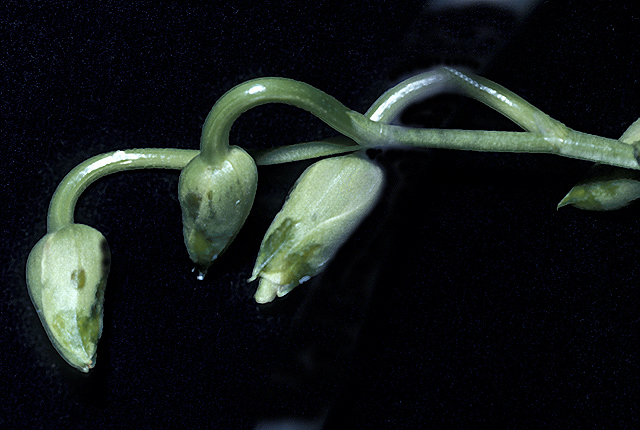 Bacterial bud and petal blight