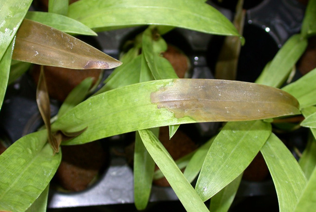 Bacterial leaf blight and rot