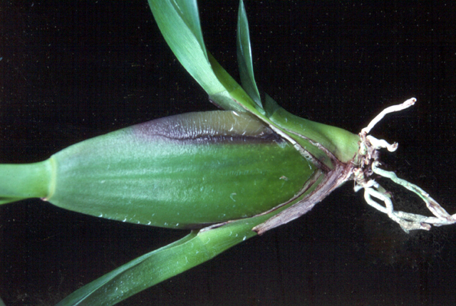 Bacterial stem rot