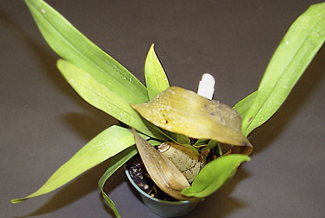 Bacterial soft rot