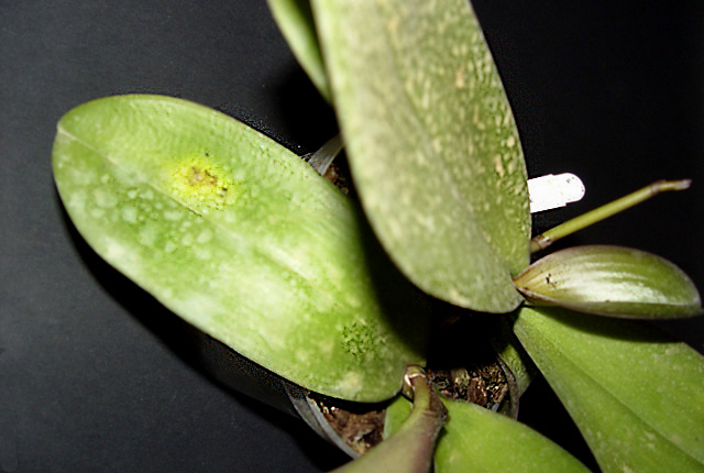 Bacterial brown rot
