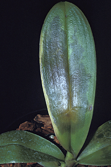 Bacterial soft rot