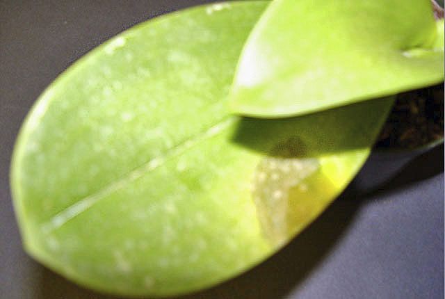 Bacterial leaf spot
